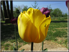 foto Fiori